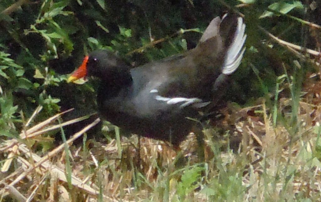 Gallinella d''acqua?